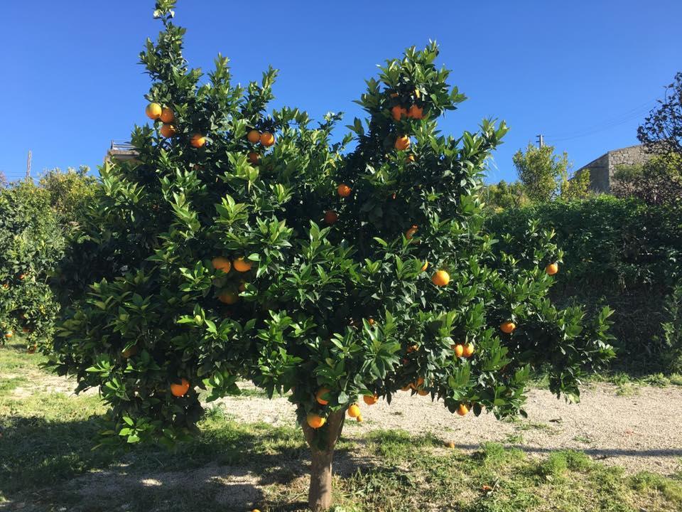 Tenuta Lanza Il Mulino Acquaviva Platani Zewnętrze zdjęcie
